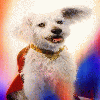 Krypto