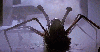 The Thing (John Carpenter)