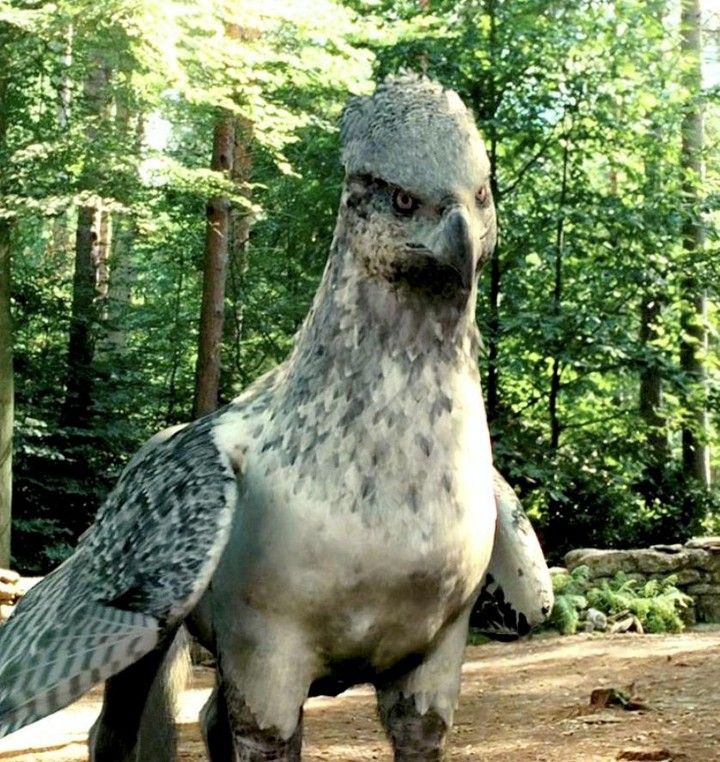 Buckbeak