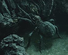 Shelob